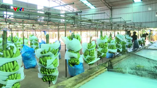 Gia Lai vững bước tiến vào kỷ nguyên phát triển mới- Ảnh 6. Gia Lai vững bước tiến vào kỷ nguyên phát triển mới- Ảnh 6.