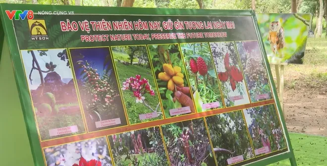 Mỹ Sơn Xanh - Hành trình phát huy giá trị di sản gắn với phát triển du lịch bền vững- Ảnh 4. Mỹ Sơn Xanh - Hành trình phát huy giá trị di sản gắn với phát triển du lịch bền vững- Ảnh 4.