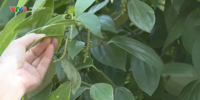 Giống hồ tiêu - Nỗi lo nguồn gốc trong hành trình phục hồi vùng trồng- Ảnh 7. Giống hồ tiêu - Nỗi lo nguồn gốc trong hành trình phục hồi vùng trồng- Ảnh 7.