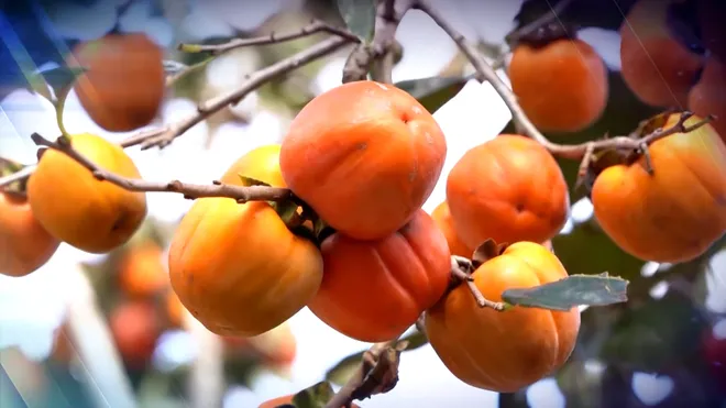 Đà Lạt mùa hồng chín: Từ đặc sản truyền thống đến bước đột phá công nghệ- Ảnh 3. Đà Lạt mùa hồng chín: Từ đặc sản truyền thống đến bước đột phá công nghệ- Ảnh 3.
