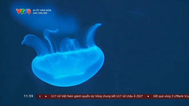 Sinh vật biển lung linh dưới hiệu ứng &aacute;nh s&aacute;ng- Ảnh 2.