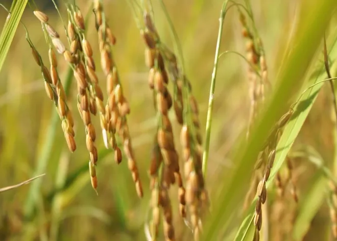 Bảo tồn văn hóa mở ra sinh kế bền vững cho người dân vùng cao- Ảnh 2. Bảo tồn văn hóa mở ra sinh kế bền vững cho người dân vùng cao- Ảnh 2.