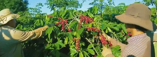 Thế hệ trẻ lan tỏa văn h&oacute;a c&agrave; ph&ecirc; Việt- Ảnh 8.