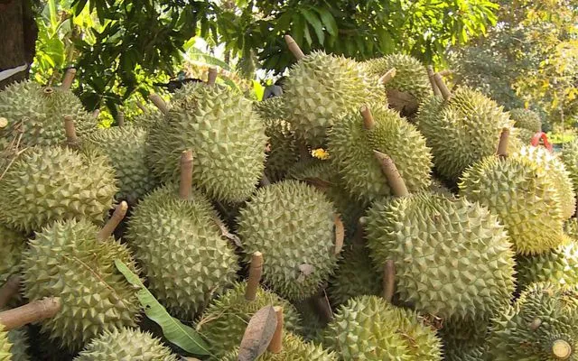 Giá sầu riêng tại Trung Quốc giảm mạnh