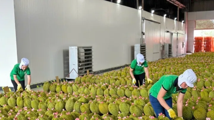 Gỡ nút thắt kiểm nghiệm, thúc đẩy xuất khẩu sầu riêng