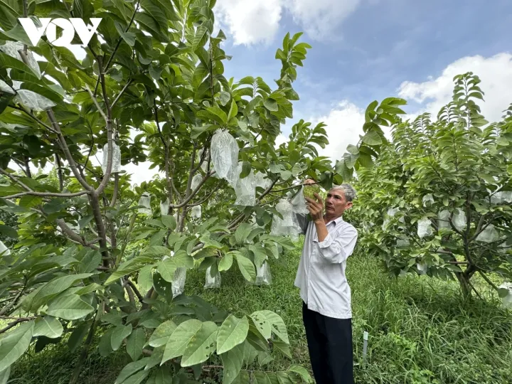 Thu hàng tỷ đồng từ trồng na Thái, người nông dân phấn khởi