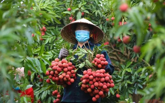 Giá vải thiều có nơi chỉ còn 3.000 đồng/kg