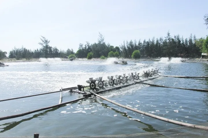Bến Tre vượt mục tiêu 4.000 ha nuôi tôm công nghệ cao