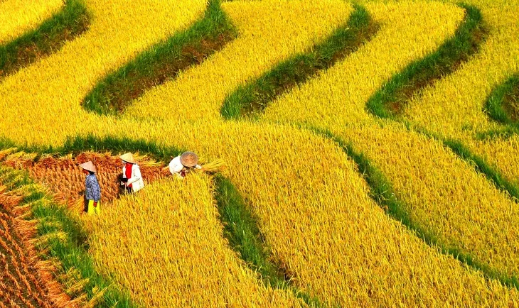 Ruộng bậc thang Việt Nam vào danh sách cảnh quan đẹp đến khó tin - Ảnh 1. Ruộng bậc thang Việt Nam vào danh sách cảnh quan đẹp đến khó tin - Ảnh 1.