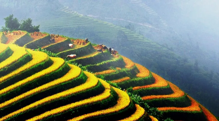 Ruộng bậc thang Việt Nam vào danh sách cảnh quan đẹp đến khó tin - Ảnh 6. Ruộng bậc thang Việt Nam vào danh sách cảnh quan đẹp đến khó tin - Ảnh 6.