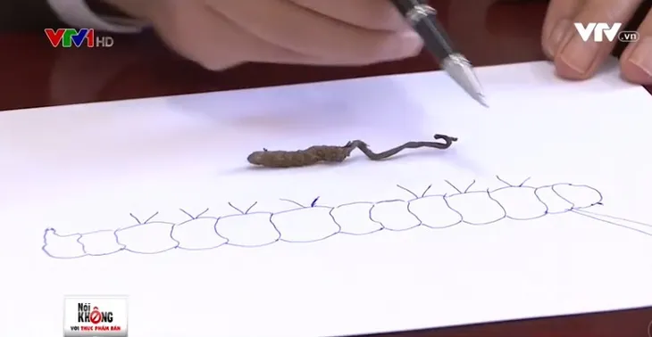 Cách phân biệt đông trùng hạ thảo thật - giả - Ảnh 1. Cách phân biệt đông trùng hạ thảo thật - giả - Ảnh 1.