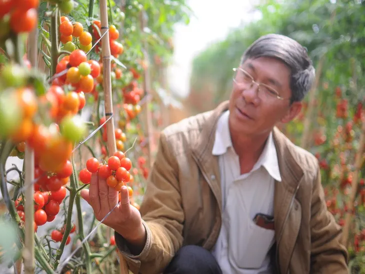 Được mùa không lo rớt giá nhờ liên kết sản xuất - Ảnh 2. Được mùa không lo rớt giá nhờ liên kết sản xuất - Ảnh 2.