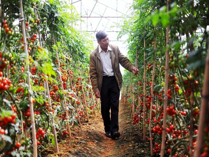 Được mùa không lo rớt giá nhờ liên kết sản xuất - Ảnh 1. Được mùa không lo rớt giá nhờ liên kết sản xuất - Ảnh 1.