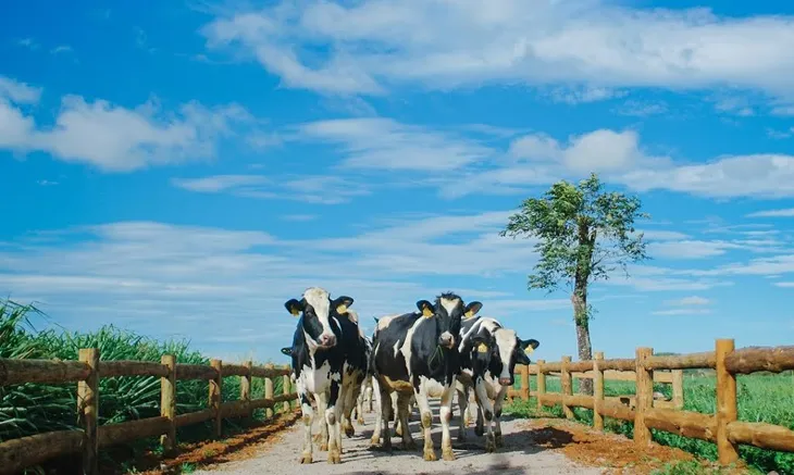 Vinamilk - Đại diện duy nhất của Việt Nam lọt top 10 DN xuất sắc nhất châu Á - Ảnh 2. Vinamilk - Đại diện duy nhất của Việt Nam lọt top 10 DN xuất sắc nhất châu Á - Ảnh 2.