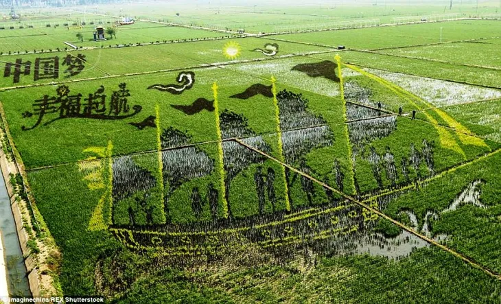 Tranh 3D lớn nhất thế giới trên đồng lúa - Ảnh 6. Tranh 3D lớn nhất thế giới trên đồng lúa - Ảnh 6.