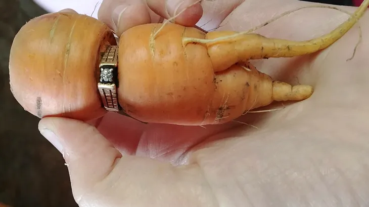 Tìm thấy nhẫn kim cương trên củ cà rốt sau... 13 năm - Ảnh 1. Tìm thấy nhẫn kim cương trên củ cà rốt sau... 13 năm - Ảnh 1.
