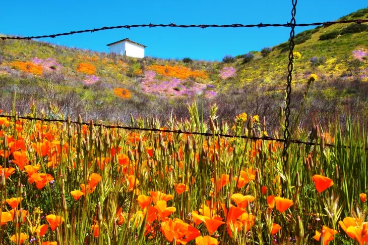 Đẹp như mơ những cánh đồng cỏ hoa ở California, Mỹ - Ảnh 2. Đẹp như mơ những cánh đồng cỏ hoa ở California, Mỹ - Ảnh 2.