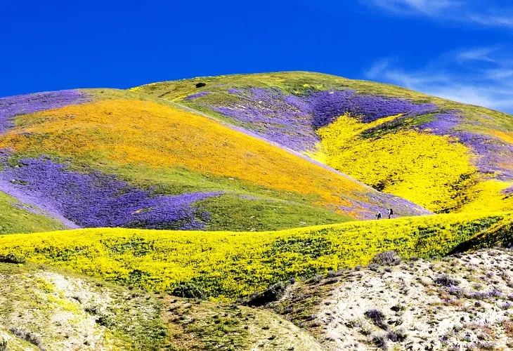 Đẹp như mơ những cánh đồng cỏ hoa ở California, Mỹ - Ảnh 4. Đẹp như mơ những cánh đồng cỏ hoa ở California, Mỹ - Ảnh 4.