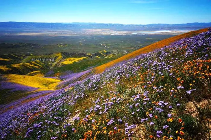 Đẹp như mơ những cánh đồng cỏ hoa ở California, Mỹ - Ảnh 5. Đẹp như mơ những cánh đồng cỏ hoa ở California, Mỹ - Ảnh 5.