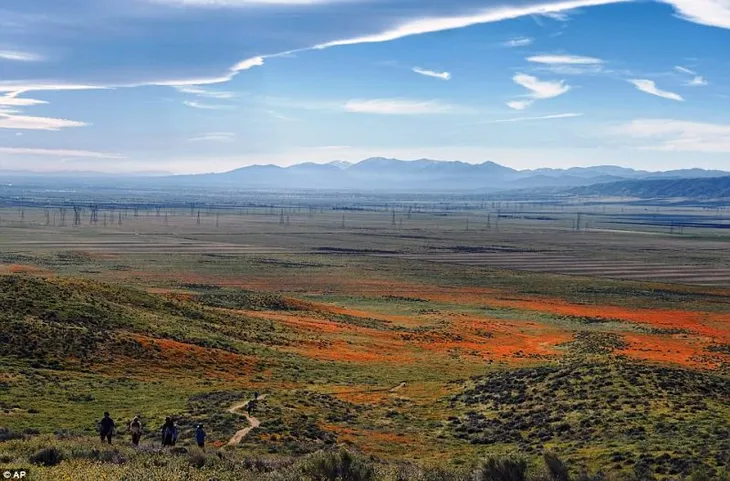 Đẹp như mơ những cánh đồng cỏ hoa ở California, Mỹ - Ảnh 3. Đẹp như mơ những cánh đồng cỏ hoa ở California, Mỹ - Ảnh 3.