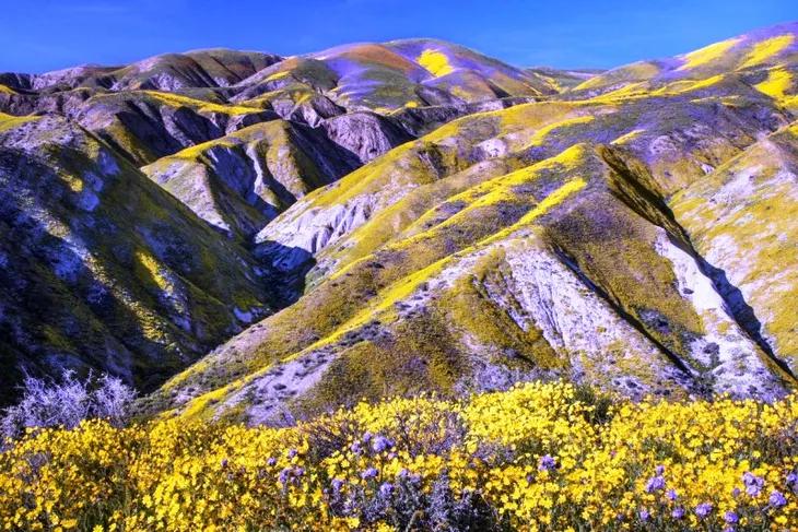 Đẹp như mơ những cánh đồng cỏ hoa ở California, Mỹ - Ảnh 6. Đẹp như mơ những cánh đồng cỏ hoa ở California, Mỹ - Ảnh 6.