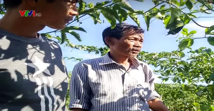 Gia Lai: Chanh dây không cho ra quả - Ảnh 1. Gia Lai: Chanh dây không cho ra quả - Ảnh 1.