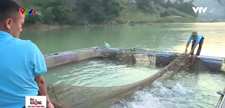 Đưa cá đặc sản miền Trung về nhân giống tại sông Đà - Ảnh 1. Đưa cá đặc sản miền Trung về nhân giống tại sông Đà - Ảnh 1.