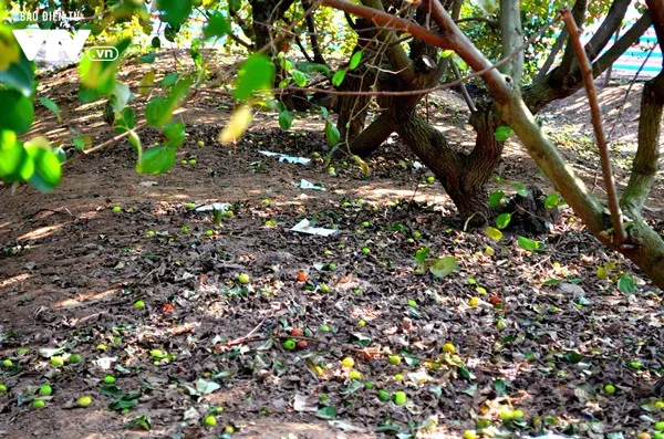 Giới trẻ Hà Nội thích thú ghé thăm vườn táo ăn chán thì thôi - Ảnh 6. Giới trẻ Hà Nội thích thú ghé thăm vườn táo ăn chán thì thôi - Ảnh 6.