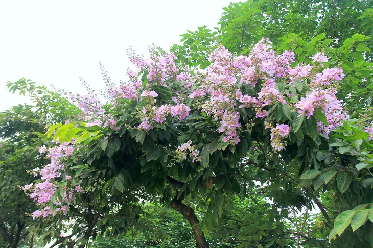 Hoa bằng lăng tím nở rợp trời Hà Nội - Ảnh 7.