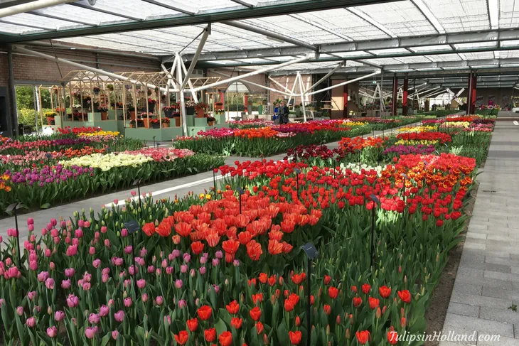 Mê mẩn sắc hoa tulip tại Hà Lan - Ảnh 6. Mê mẩn sắc hoa tulip tại Hà Lan - Ảnh 6.