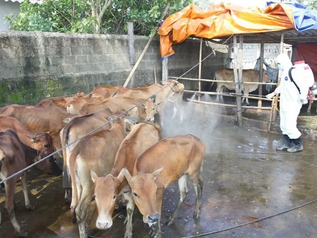 Dịch lở mồm long móng có nguy cơ lan rộng ở Gia Lai - Ảnh 1. Dịch lở mồm long móng có nguy cơ lan rộng ở Gia Lai - Ảnh 1.