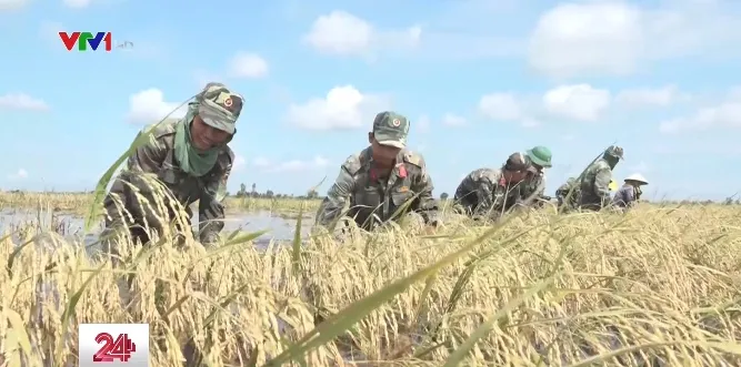 Xúc động hình ảnh bộ đội cùng nông dân Long An gặt lúa chạy lũ - Ảnh 1. Xúc động hình ảnh bộ đội cùng nông dân Long An gặt lúa chạy lũ - Ảnh 1.