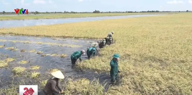 Xúc động hình ảnh bộ đội cùng nông dân Long An gặt lúa chạy lũ - Ảnh 2. Xúc động hình ảnh bộ đội cùng nông dân Long An gặt lúa chạy lũ - Ảnh 2.