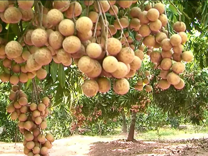 Thị trường nhãn: Không còn điệp khúc “được mùa mất giá” - Ảnh 1. Thị trường nhãn: Không còn điệp khúc “được mùa mất giá” - Ảnh 1.