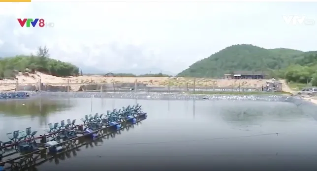 TT-Huế: Hàng loạt hồ nuôi tôm thẻ chân trắng xả thải ra môi trường - Ảnh 1. TT-Huế: Hàng loạt hồ nuôi tôm thẻ chân trắng xả thải ra môi trường - Ảnh 1.