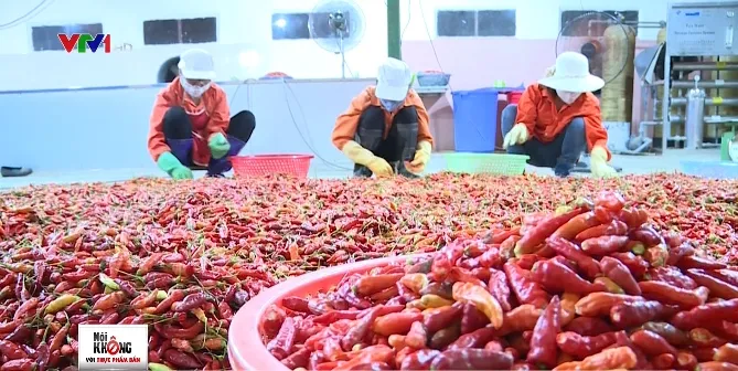 Tương ớt truyền thống được sản xuất như thế nào? - Ảnh 1. Tương ớt truyền thống được sản xuất như thế nào? - Ảnh 1.