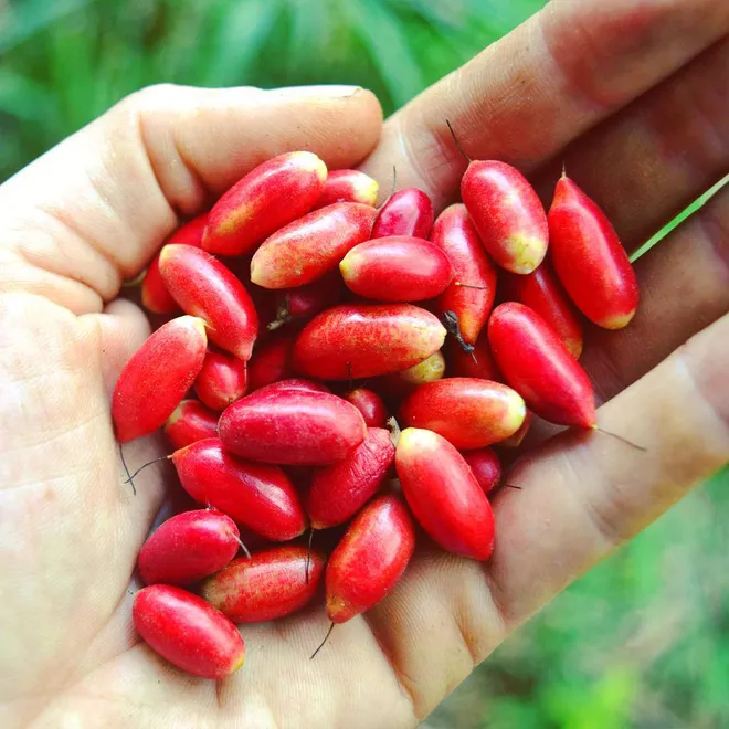 Những loại quả hiếm có trên thế giới rất ngon và lạ - Ảnh 3. Những loại quả hiếm có trên thế giới rất ngon và lạ - Ảnh 3.