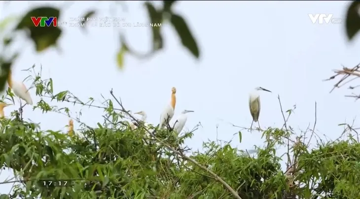 Khám phá Việt Nam: Thi vị vẻ đẹp Đảo Cò Chi Lăng Nam - Ảnh 3. Khám phá Việt Nam: Thi vị vẻ đẹp Đảo Cò Chi Lăng Nam - Ảnh 3.