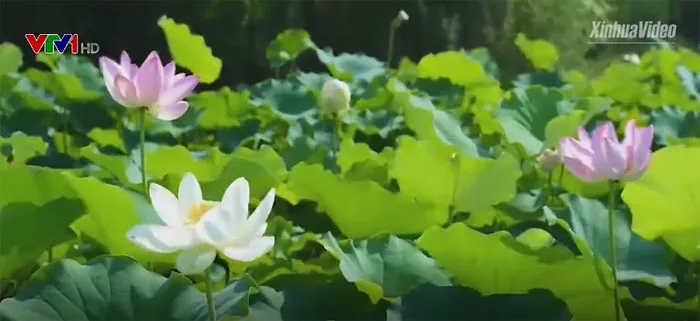 Chiêm ngưỡng vẻ đẹp hồ sen ở Hà Nam (Trung Quốc) - Ảnh 2. Chiêm ngưỡng vẻ đẹp hồ sen ở Hà Nam (Trung Quốc) - Ảnh 2.