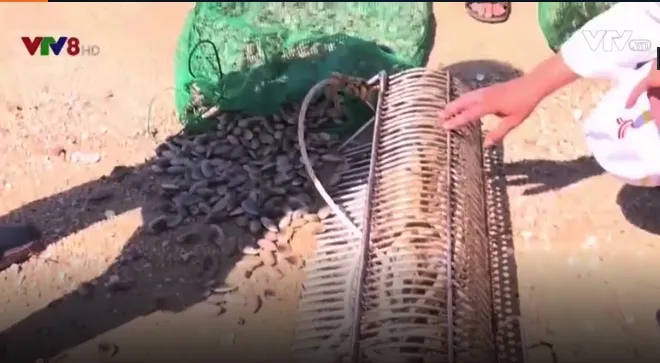 Nhức nhối nạn khai thác thủy sản tận diệt tại Khánh Hòa - Ảnh 1. Nhức nhối nạn khai thác thủy sản tận diệt tại Khánh Hòa - Ảnh 1.