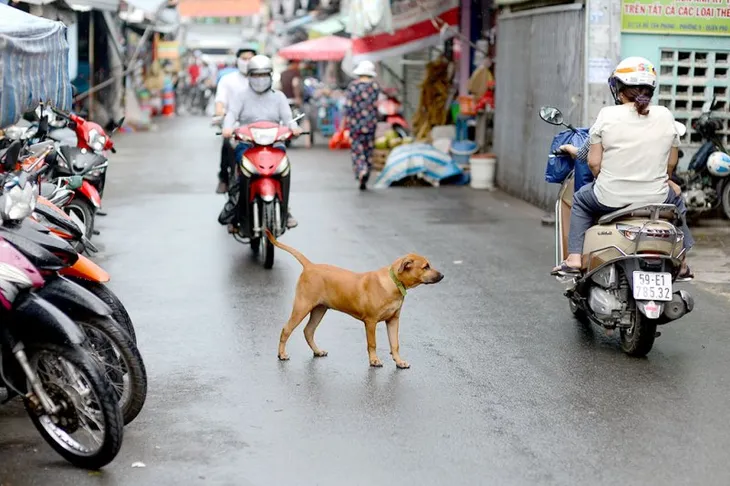 Bộ NN&PTNT khuyến khích các địa phương lập đội bắt chó thả rông - Ảnh 1. Bộ NN&PTNT khuyến khích các địa phương lập đội bắt chó thả rông - Ảnh 1.