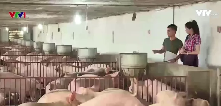 Công ty Lebio không thực hiện đúng cam kết giải cứu thịt lợn - Ảnh 1. Công ty Lebio không thực hiện đúng cam kết giải cứu thịt lợn - Ảnh 1.