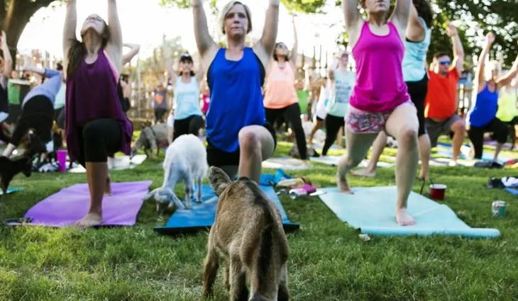 Tập yoga với... dê - Cách rèn luyện sức khỏe mới tại Mỹ - Ảnh 1. Tập yoga với... dê - Cách rèn luyện sức khỏe mới tại Mỹ - Ảnh 1.