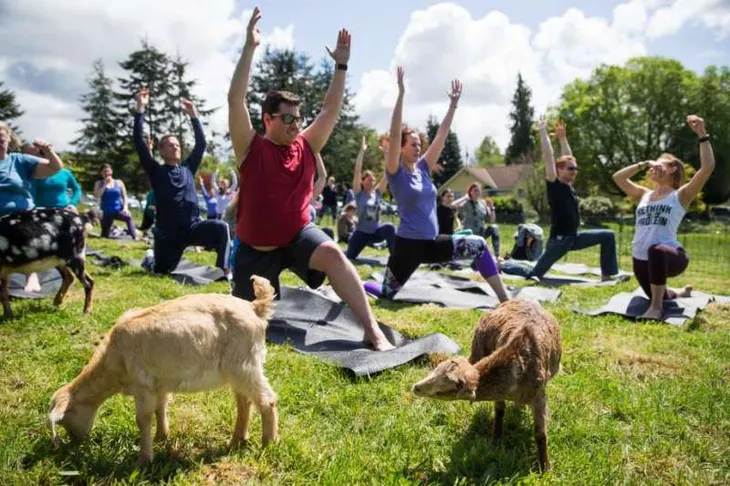 Tập yoga với... dê - Cách rèn luyện sức khỏe mới tại Mỹ - Ảnh 2. Tập yoga với... dê - Cách rèn luyện sức khỏe mới tại Mỹ - Ảnh 2.