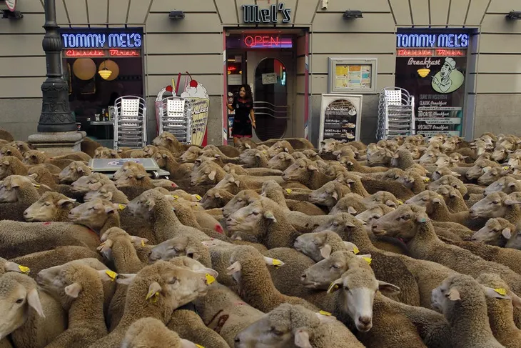 Hàng trăm chú cừu diễu hành trên đường phố Madrid, Tây Ban Nha - Ảnh 6. Hàng trăm chú cừu diễu hành trên đường phố Madrid, Tây Ban Nha - Ảnh 6.