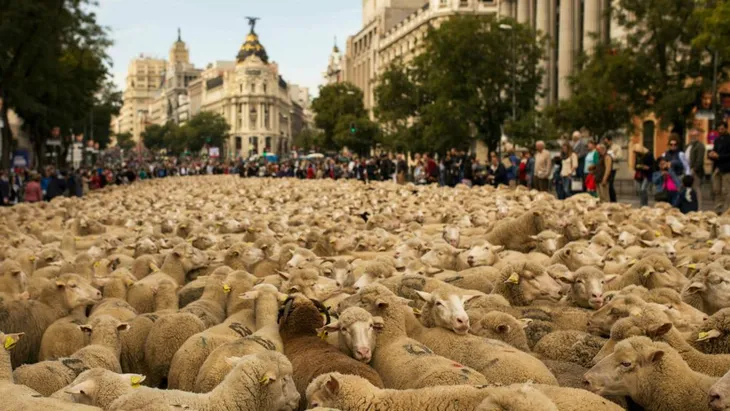 Hàng trăm chú cừu diễu hành trên đường phố Madrid, Tây Ban Nha - Ảnh 3. Hàng trăm chú cừu diễu hành trên đường phố Madrid, Tây Ban Nha - Ảnh 3.