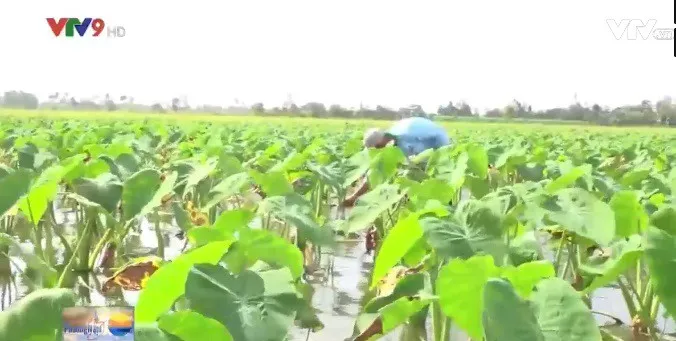 Hậu Giang: Trồng môn lấy ngó, thu nhập cao hơn trồng lúa - Ảnh 1. Hậu Giang: Trồng môn lấy ngó, thu nhập cao hơn trồng lúa - Ảnh 1.