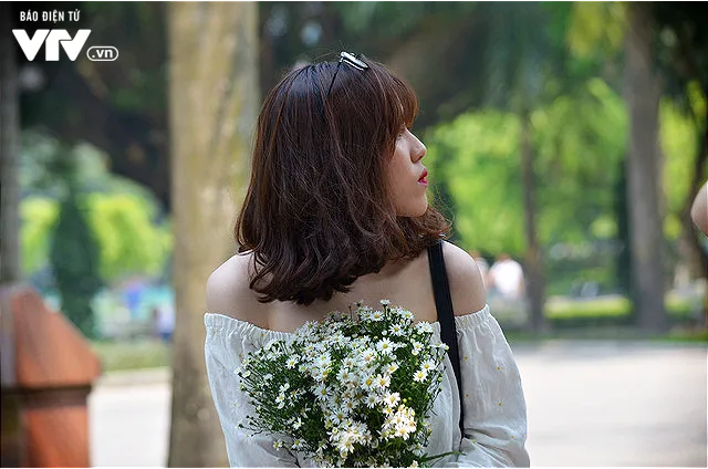 Cúc họa mi đẹp mơ màng giữa phố Hà Nội - Ảnh 3. Cúc họa mi đẹp mơ màng giữa phố Hà Nội - Ảnh 3.