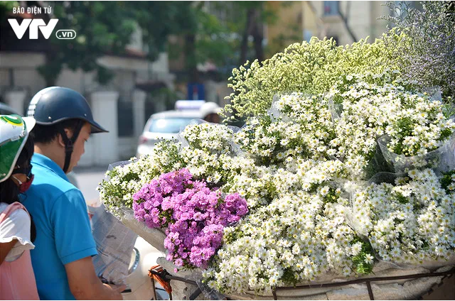 Cúc họa mi đẹp mơ màng giữa phố Hà Nội - Ảnh 6. Cúc họa mi đẹp mơ màng giữa phố Hà Nội - Ảnh 6.