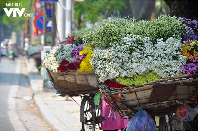 Cúc họa mi đẹp mơ màng giữa phố Hà Nội - Ảnh 7. Cúc họa mi đẹp mơ màng giữa phố Hà Nội - Ảnh 7.